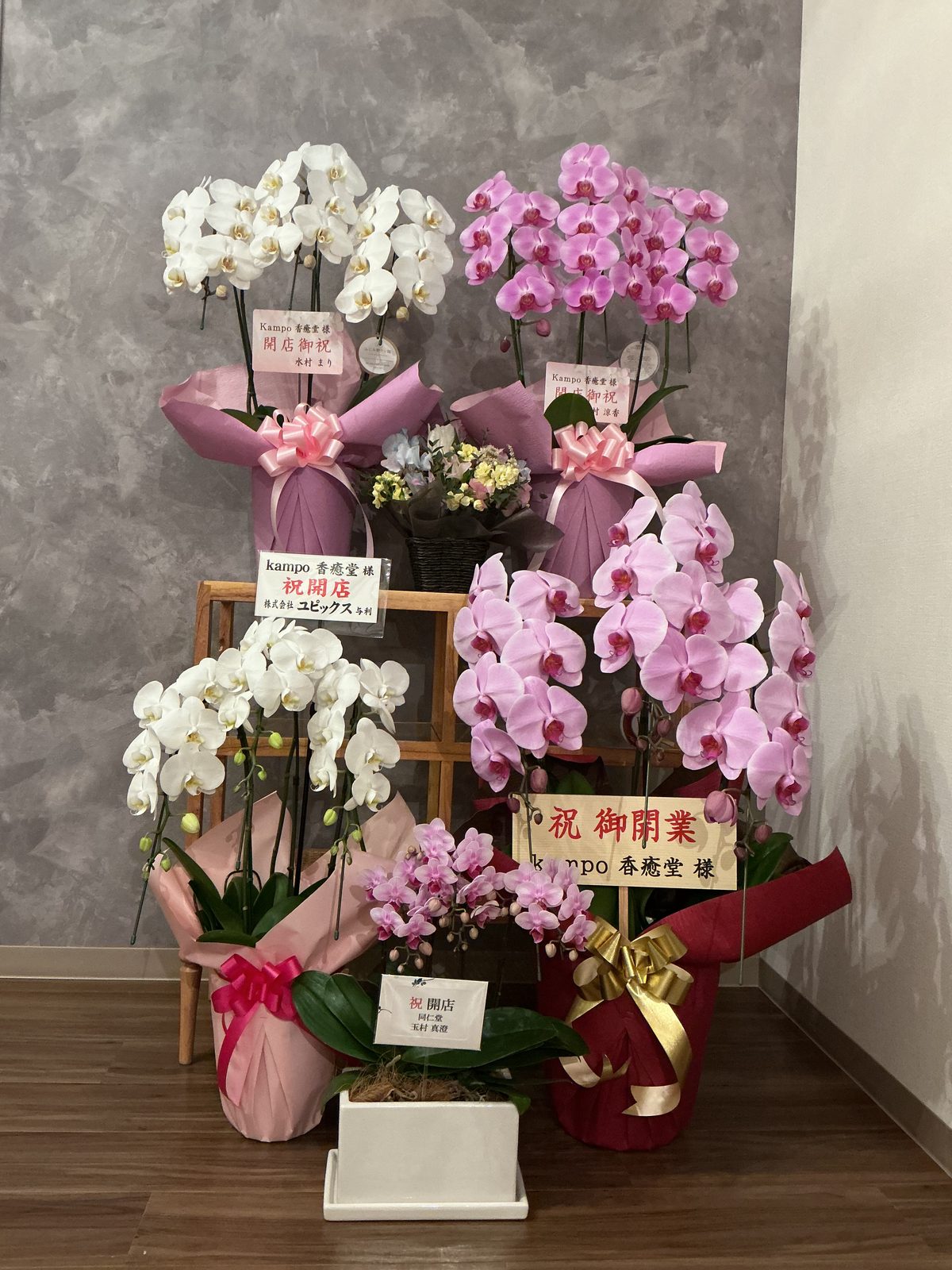 開店祝いにいただいた胡蝶蘭