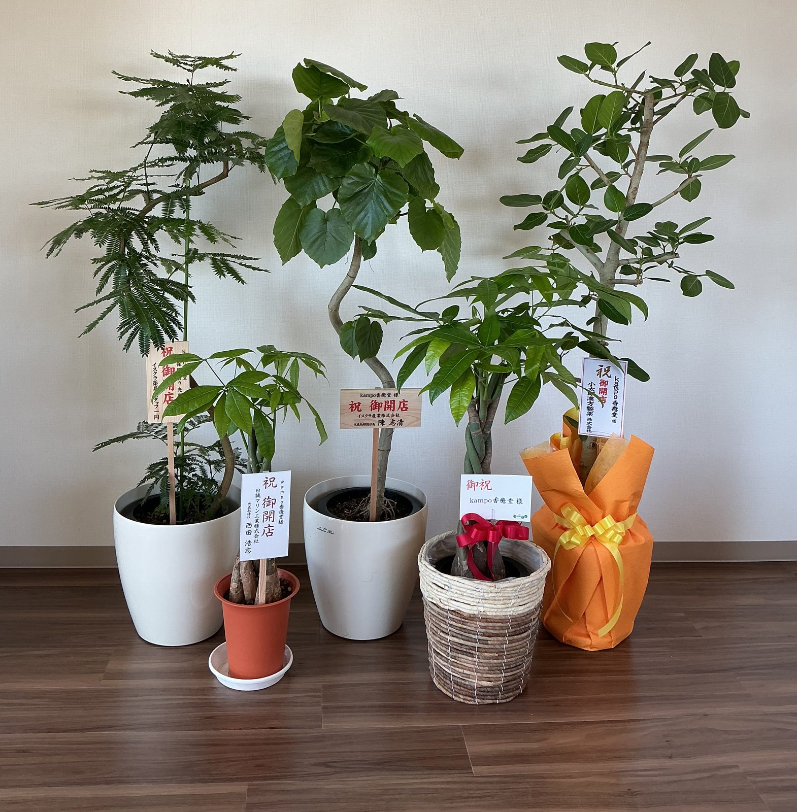 開店祝いにいただいた観葉植物
